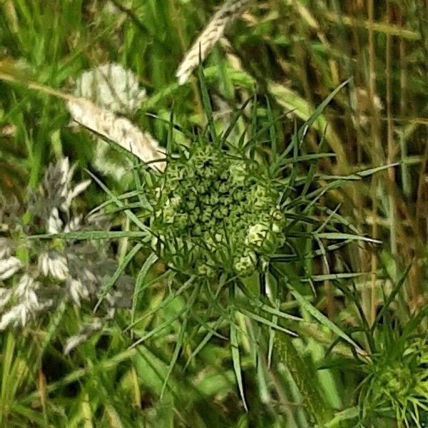 Ammi majus Кветка