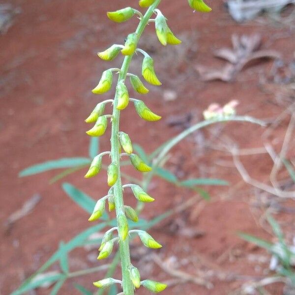 Crotalaria lanceolata फूल