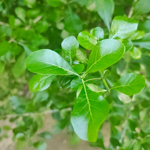 Gardenia volkensii برگ