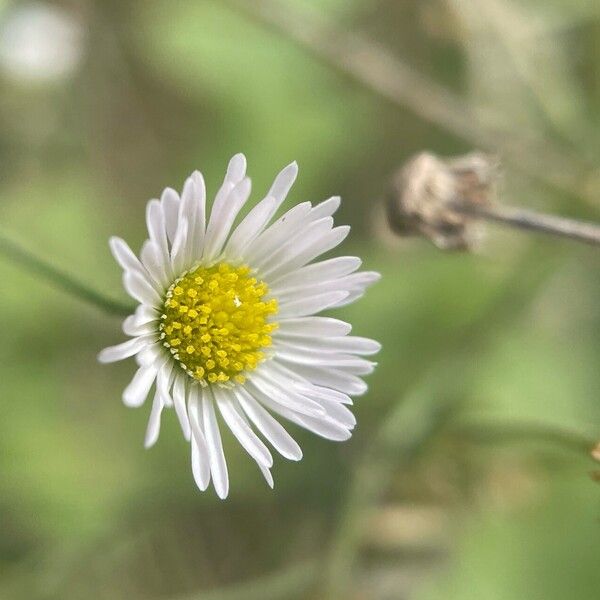 Erigeron annuus Blodyn