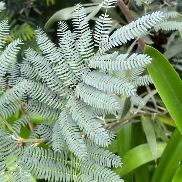 Acacia melanoxylon Lapas