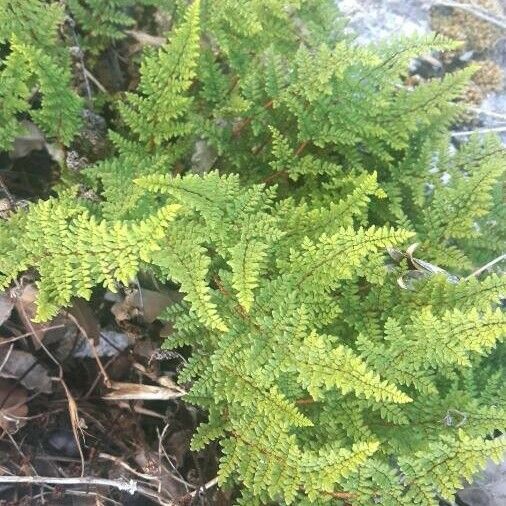 Hemionitis persica Blad