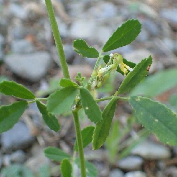 Melilotus officinalis Habitatea