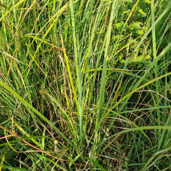 Carex aquatilis 叶