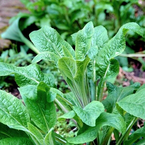 Digitalis thapsi Leaf