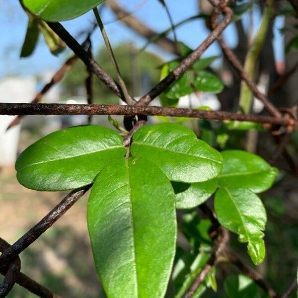 Boquila trifoliolata Leaf