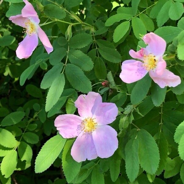 Rosa woodsii Fiore