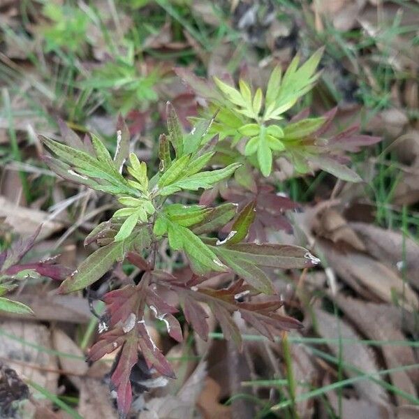 Artemisia verlotiorum 葉