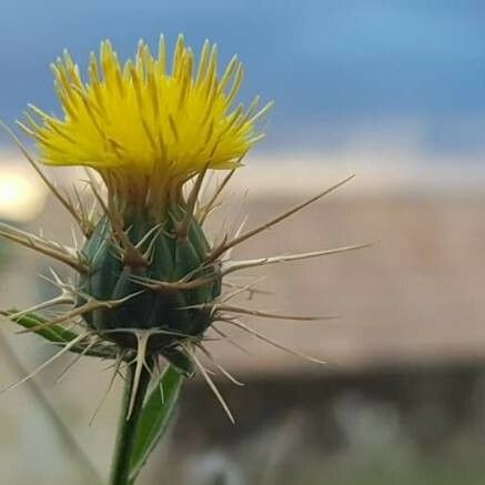 Centaurea melitensis Flower