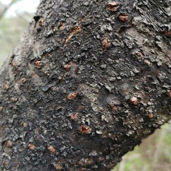 Pinus albicaulis Casca