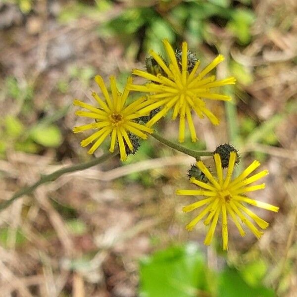 Pilosella piloselloides Flor