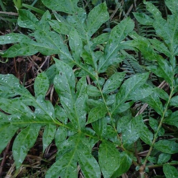 Dracontium polyphyllum Folio