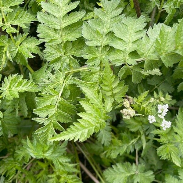 Anthriscus cerefolium 葉