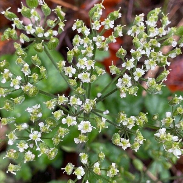 Chaerophyllum temulum Kvet