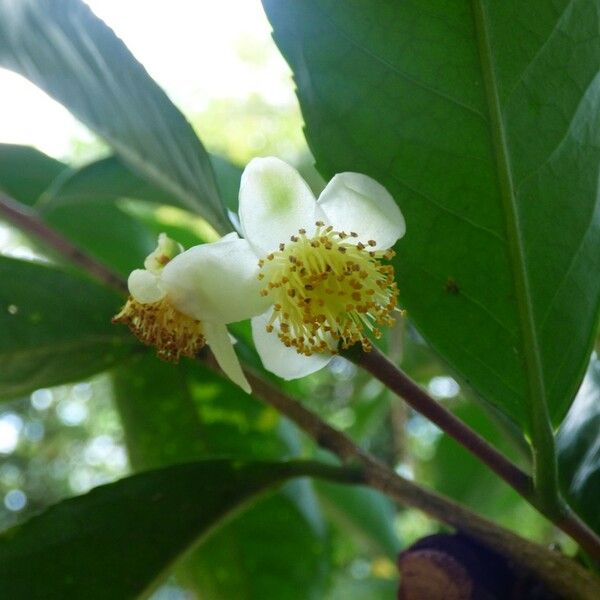 Camellia sinensis Flower