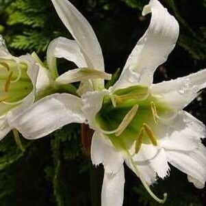 Hymenocallis liriosme Blüte