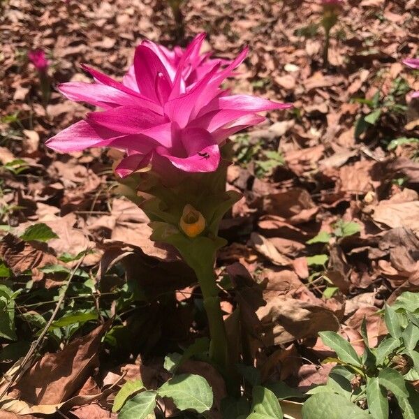 Curcuma aromatica ফুল