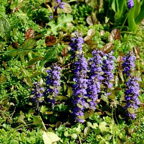 Ajuga reptans 花