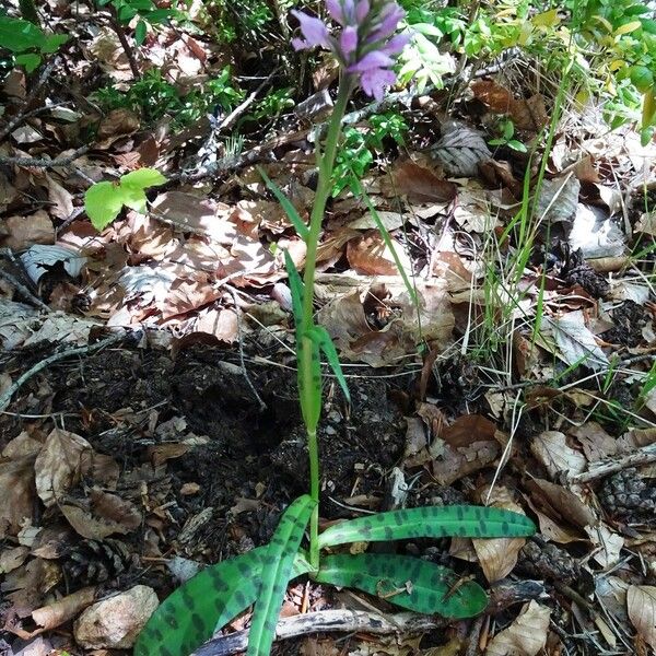 Dactylorhiza fuchsii Облик