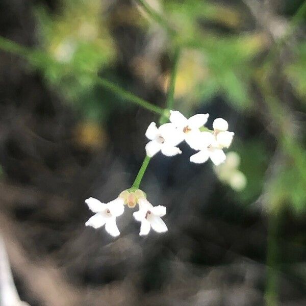 Asperula cynanchica Květ