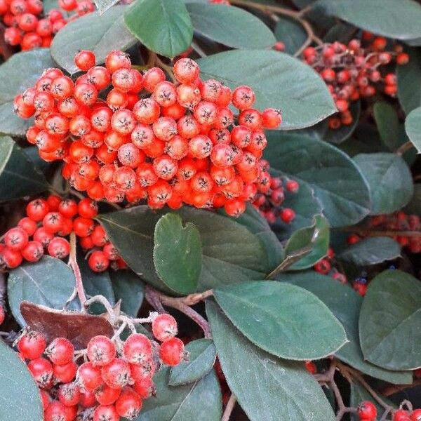 Cotoneaster coriaceus Frutto