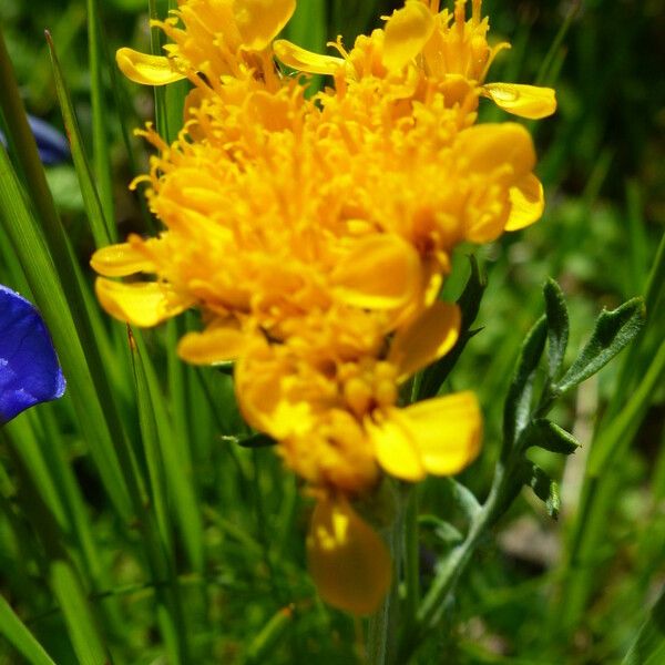 Jacobaea incana Flower