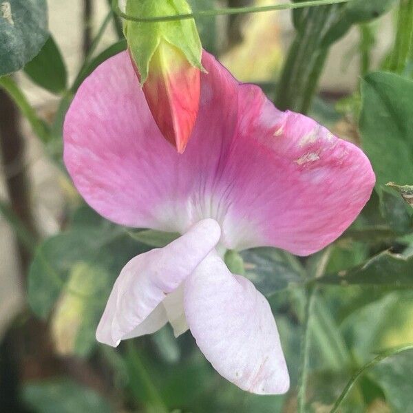 Lathyrus odoratus फूल