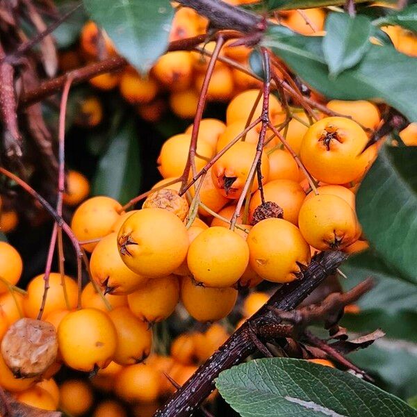 Pyracantha crenulata Fruit