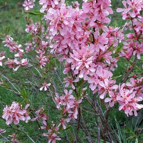 Prunus tenella Lorea