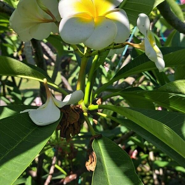 Plumeria alba Flor