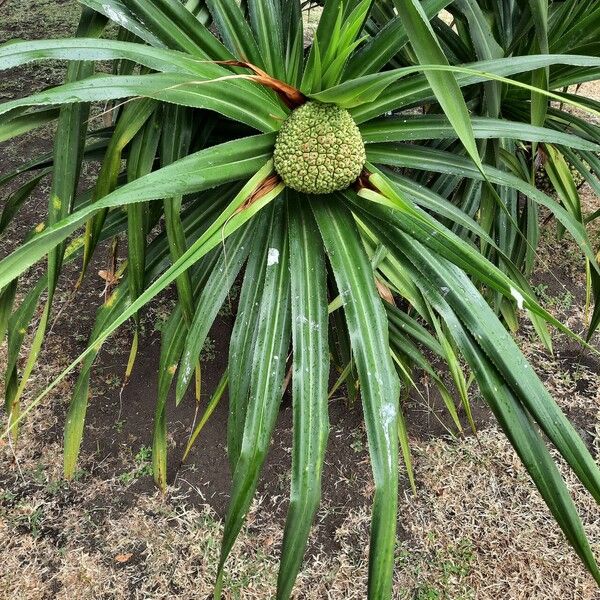 Pandanus tectorius Other