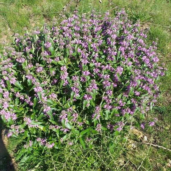 Phlomis herba-venti Blomst