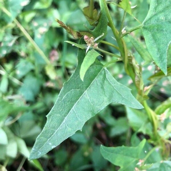 Atriplex prostrata Blad