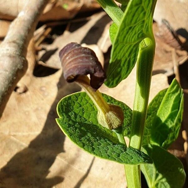 Aristolochia rotunda Çiçek