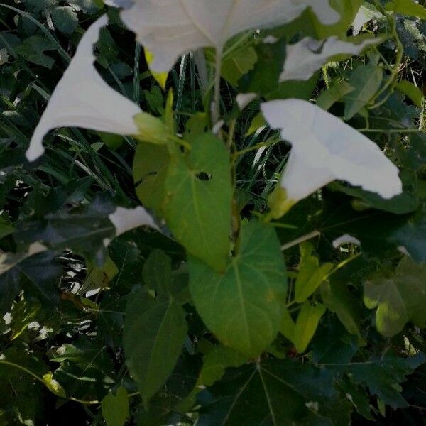 Calystegia sepium Cvet