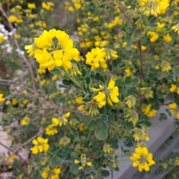 Coronilla valentina Blomma