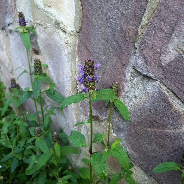 Prunella vulgaris Habitat