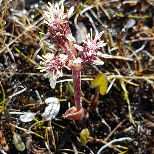 Petasites frigidus പുഷ്പം