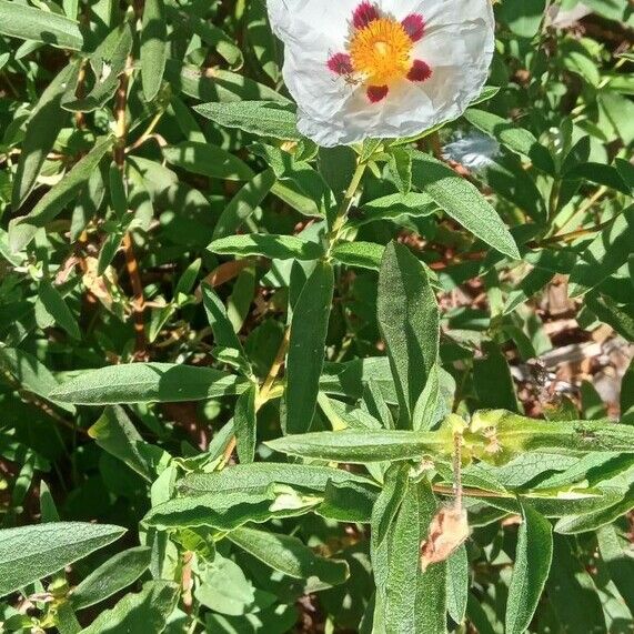 Cistus ladanifer Συνήθη χαρακτηριστικά