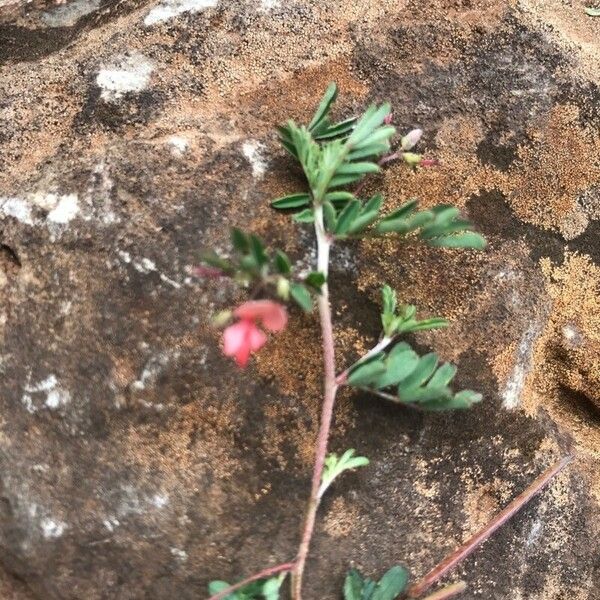 Indigofera brevicalyx Flower