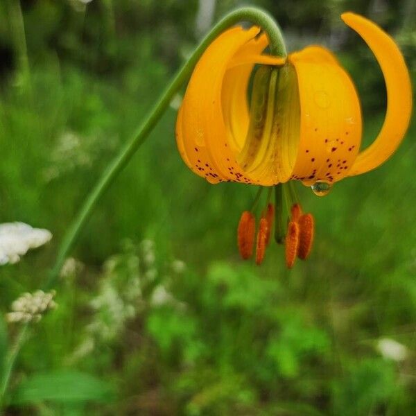 Lilium columbianum ফুল