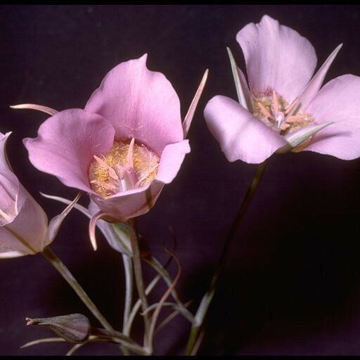 Calochortus macrocarpus Žiedas