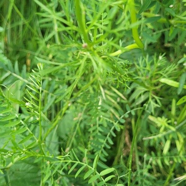 Adonis aestivalis Leaf