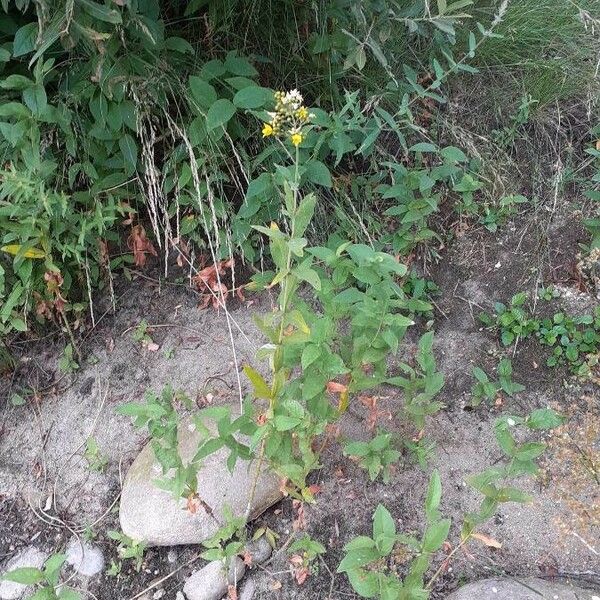 Lysimachia vulgaris অভ্যাস