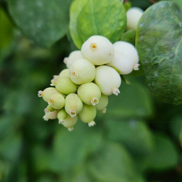 Symphoricarpos albus 果實