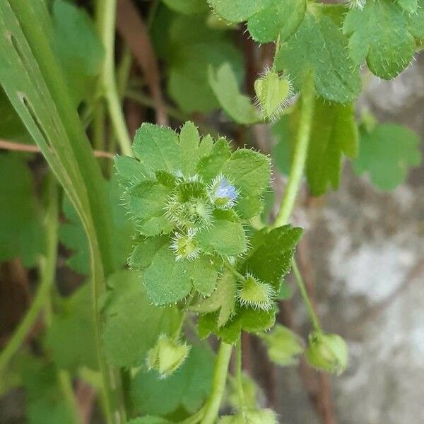 Veronica hederifolia Žiedas