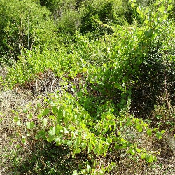 Vitis rupestris Συνήθη χαρακτηριστικά