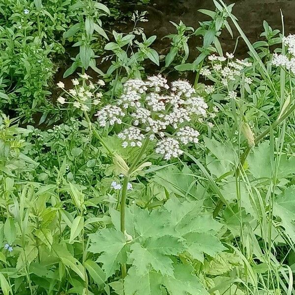 Heracleum maximum Цвят