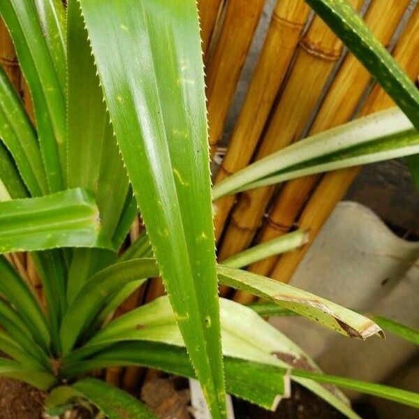 Pandanus tectorius 葉