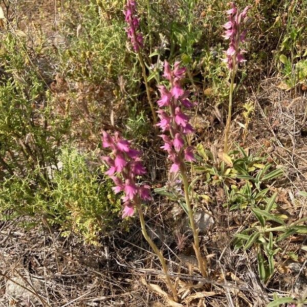 Anacamptis sancta Blüte